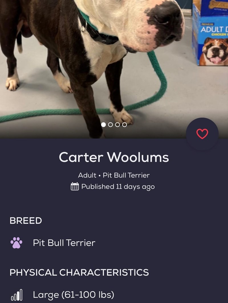 000 Carter Woolums Adult • Pit Bull Terrier Published 11 days ago BREED Pit Bull Terrier PHYSICAL CHARACTERISTICS 0000 Large (61-100 lbs) REEAILM ADULT D CHICKEN