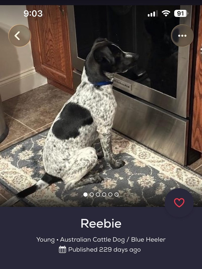 r 9:03 WitthenAid OOOOO Reebie Young Australian Cattle Dog / Blue Heeler Published 229 days ago 91