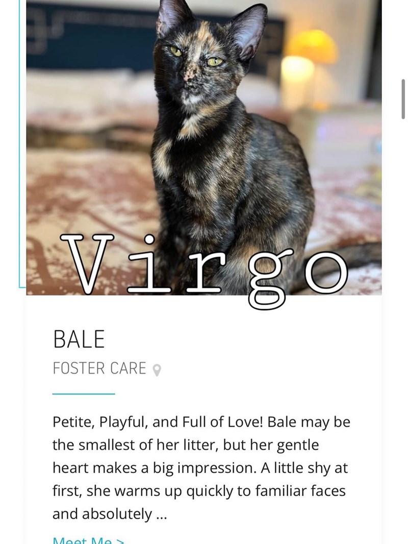 Virgo BALE FOSTER CARE Petite, Playful, and Full of Love! Bale may be the smallest of her litter, but her gentle heart makes a big impression. A little shy at first, she warms up quickly to familiar faces and absolutely ... Meet Mas