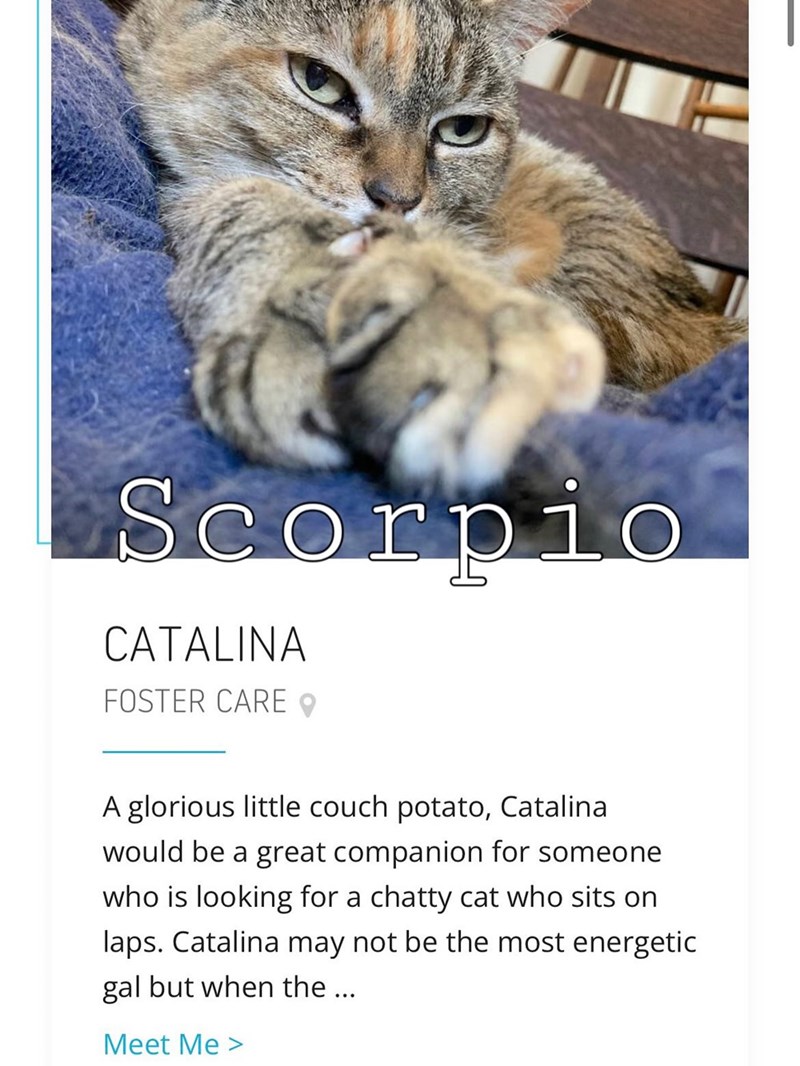 Scorpio CATALINA FOSTER CARE A glorious little couch potato, Catalina would be a great companion for someone who is looking for a chatty cat who sits on laps. Catalina may not be the most energetic gal but when the ... Meet Me >