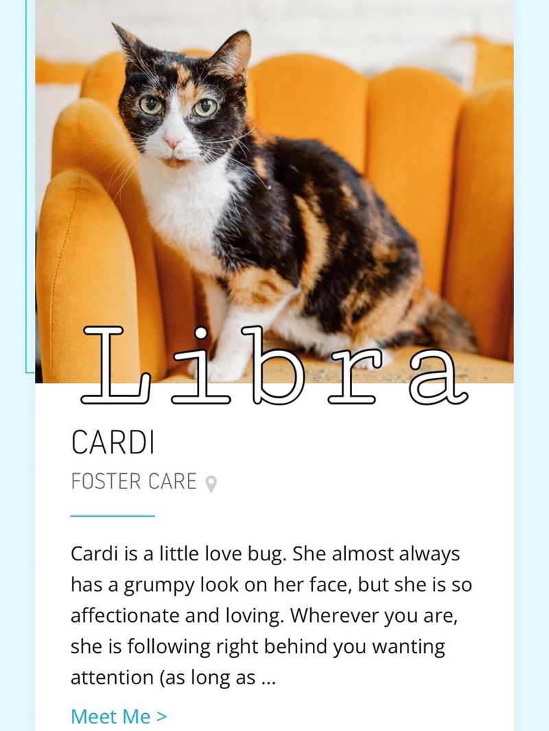 Libra CARDI FOSTER CARE Cardi is a little love bug. She almost always has a grumpy look on her face, but she is so affectionate and loving. Wherever you are, she is following right behind you wanting attention (as long as ... Meet Me >