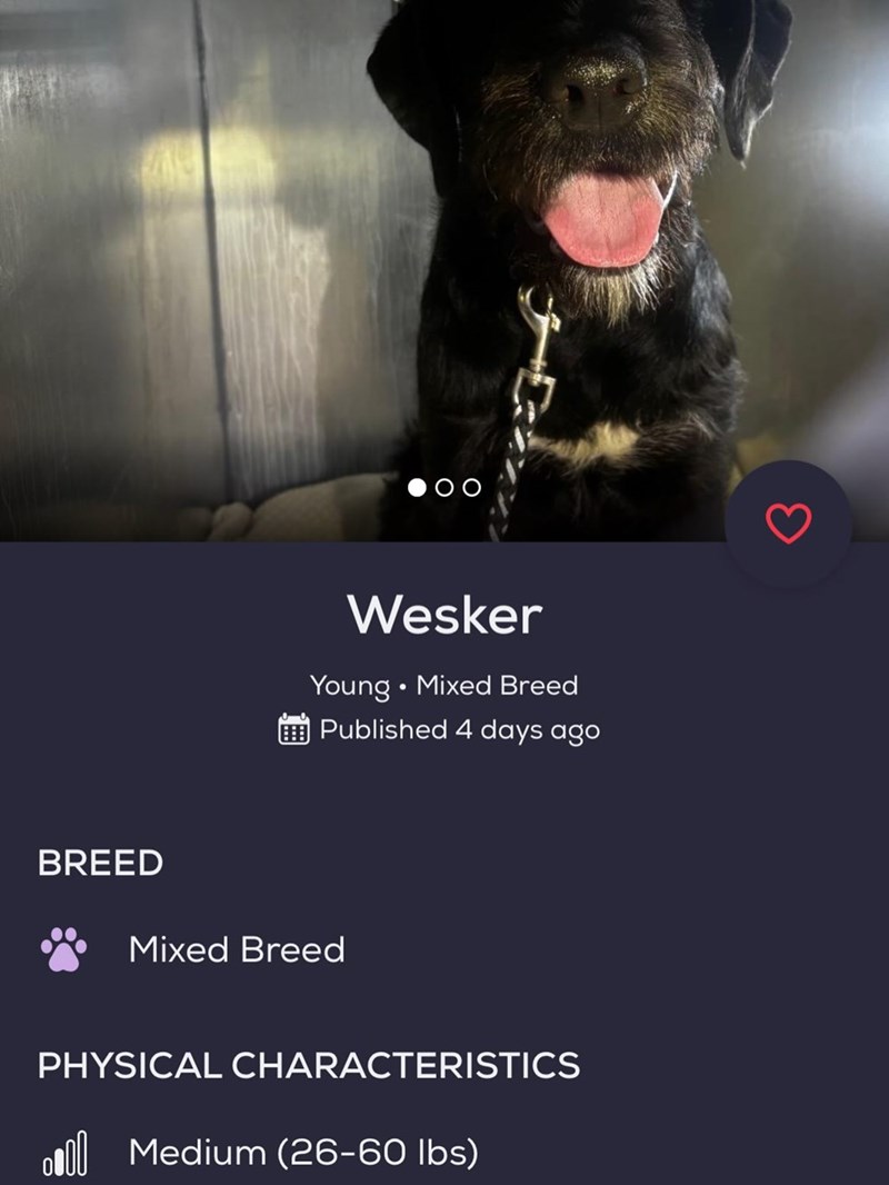 BREED Wesker Young Mixed Breed O Published 4 days ago Mixed Breed PHYSICAL CHARACTERISTICS Medium (26-60 lbs)