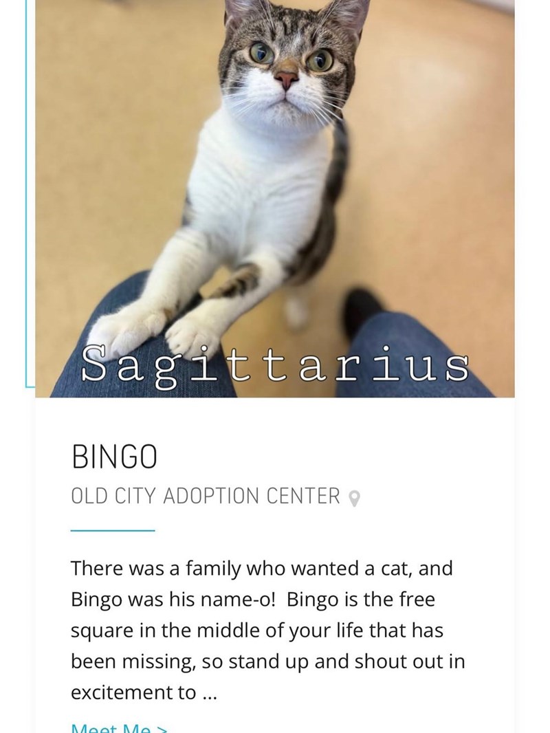 Sagittarius BINGO OLD CITY ADOPTION CENTER There was a family who wanted a cat, and Bingo was his name-o! Bingo is the free square in the middle of your life that has been missing, so stand up and shout out in excitement to ... Meet Mes