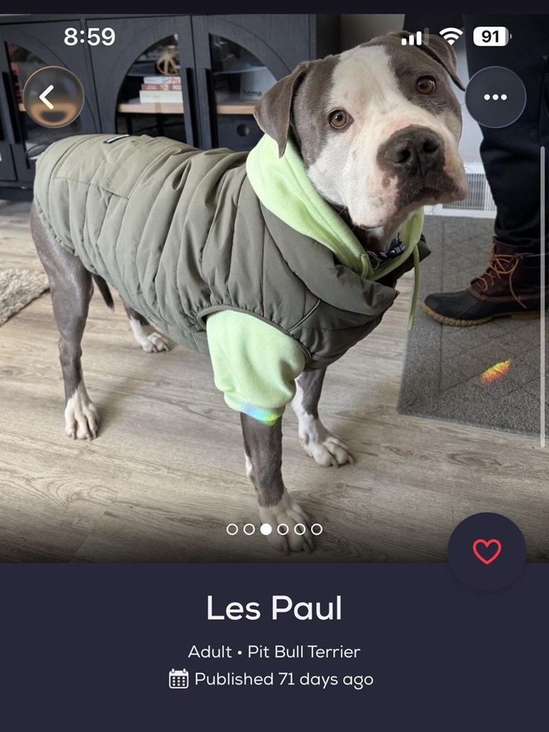 8:59 home 000000 Les Paul Adult • Pit Bull Terrier Published 71 days ago 91