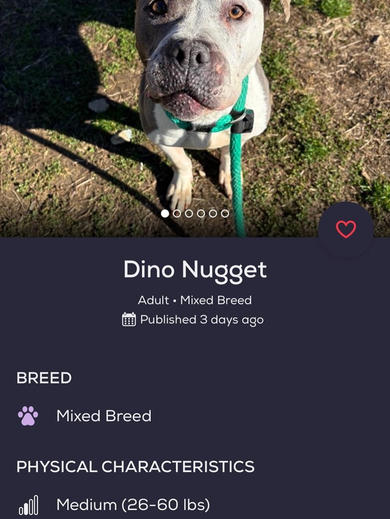 00000 Dino Nugget Adult Mixed Breed Published 3 days ago BREED Mixed Breed PHYSICAL CHARACTERISTICS Medium (26-60 lbs)