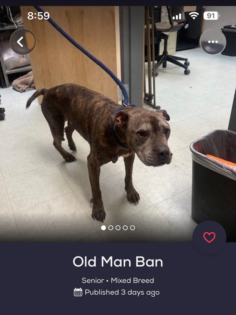 ୮ 8:59 91 OOOO Old Man Ban Senior • Mixed Breed Published 3 days ago