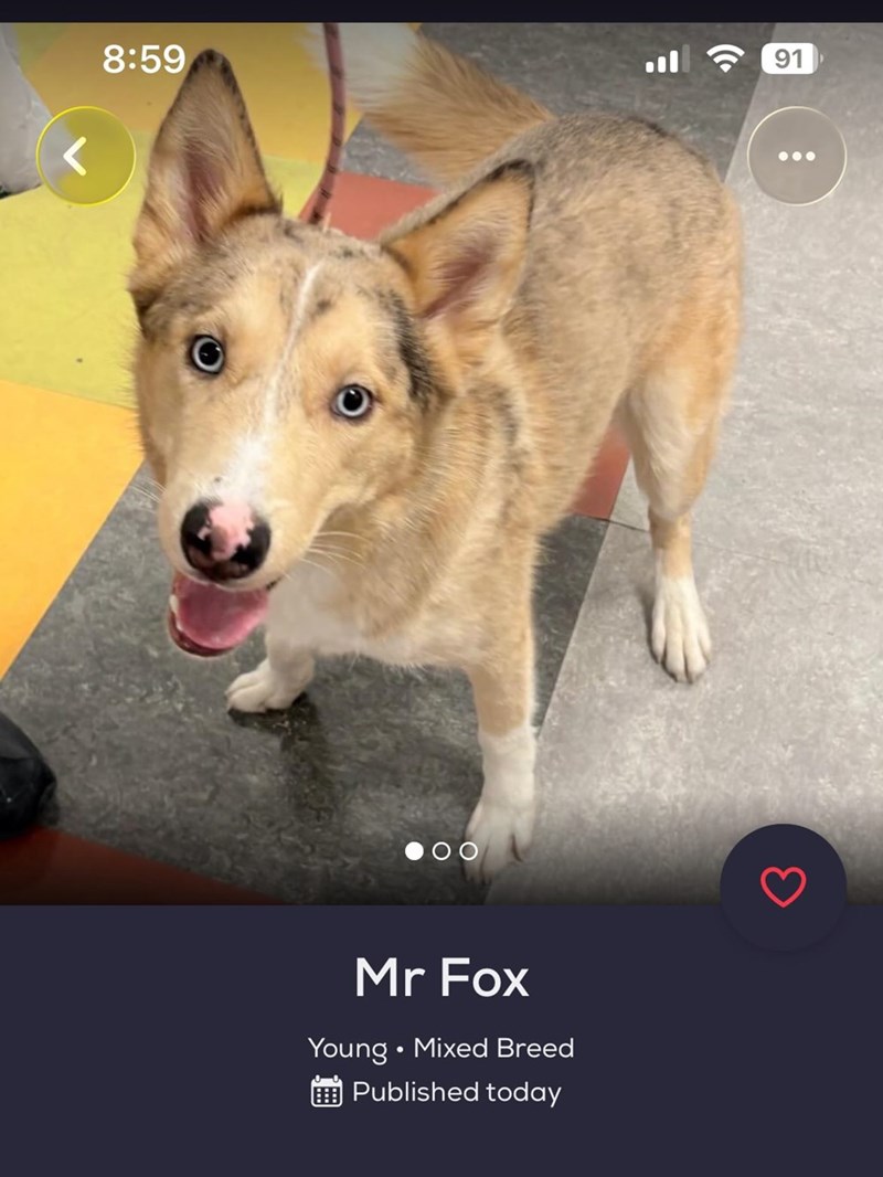 8:59 91 Mr Fox Young Mixed Breed • Published today