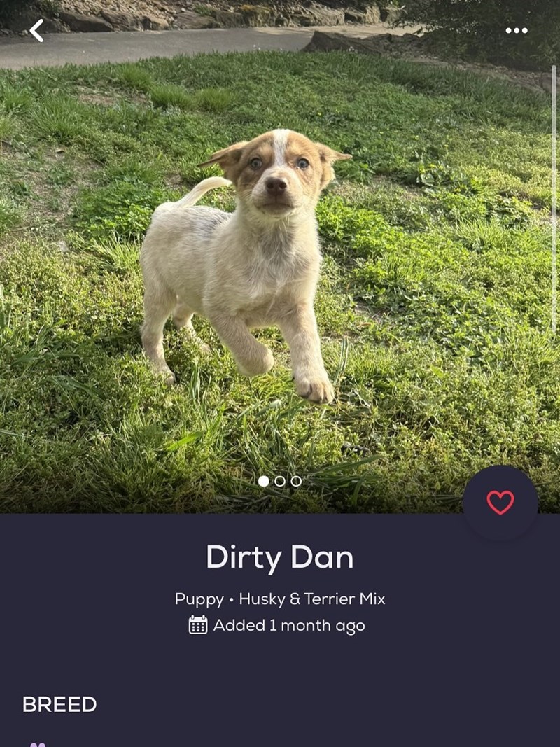BREED Dirty Dan Puppy • Husky & Terrier Mix Added 1 month ago