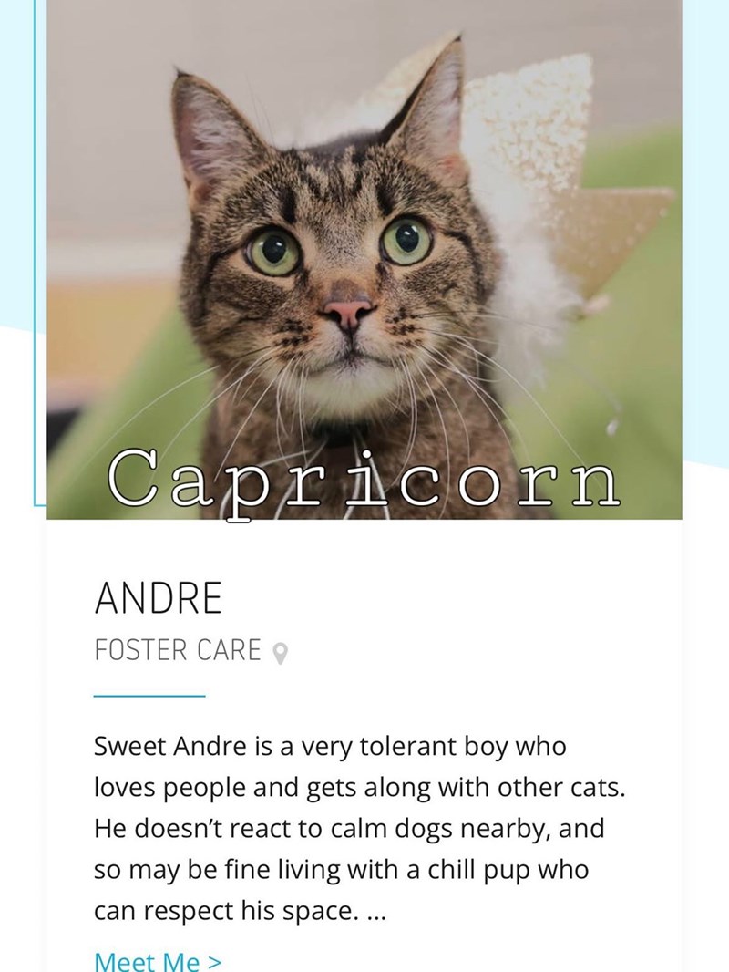 Capricorn ANDRE FOSTER CARE Sweet Andre is a very tolerant boy who loves people and gets along with other cats. He doesn't react to calm dogs nearby, and so may be fine living with a chill pup who can respect his space.... Meet Me >