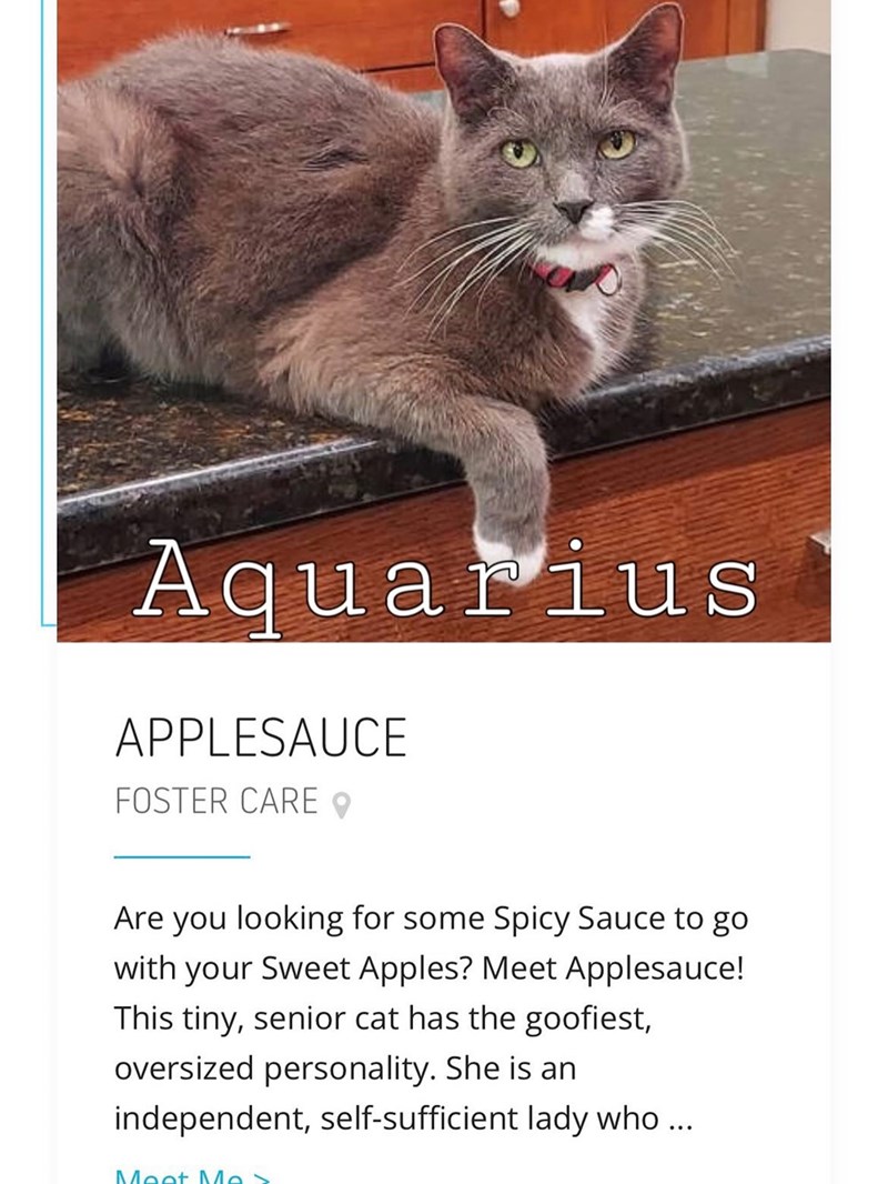Aquarius APPLESAUCE FOSTER CARE Are you looking for some Spicy Sauce to go with your Sweet Apples? Meet Applesauce! This tiny, senior cat has the goofiest, oversized personality. She is an independent, self-sufficient lady who... Meet Me>