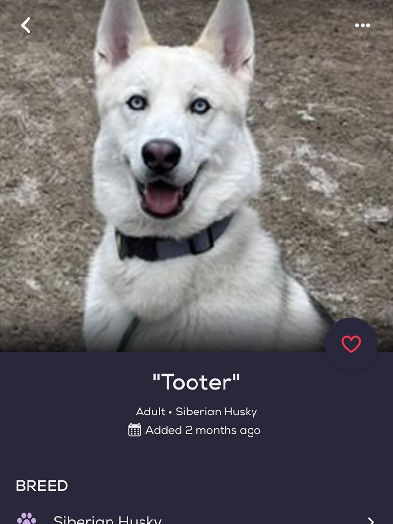 く BREED "Tooter" Adult Siberian Husky . Added 2 months ago Siberian Husky