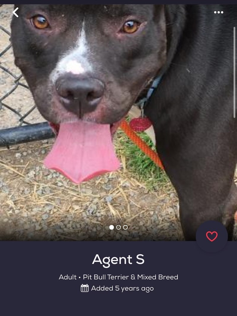 00 . Agent S Adult ⚫ Pit Bull Terrier & Mixed Breed Added 5 years ago