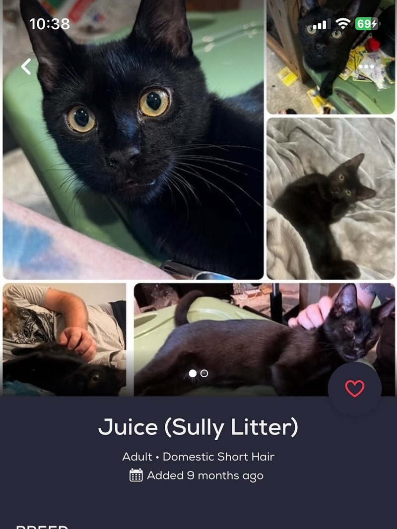 10:38 ji 694 Juice (Sully Litter) Adult ⚫ Domestic Short Hair Added 9 months ago