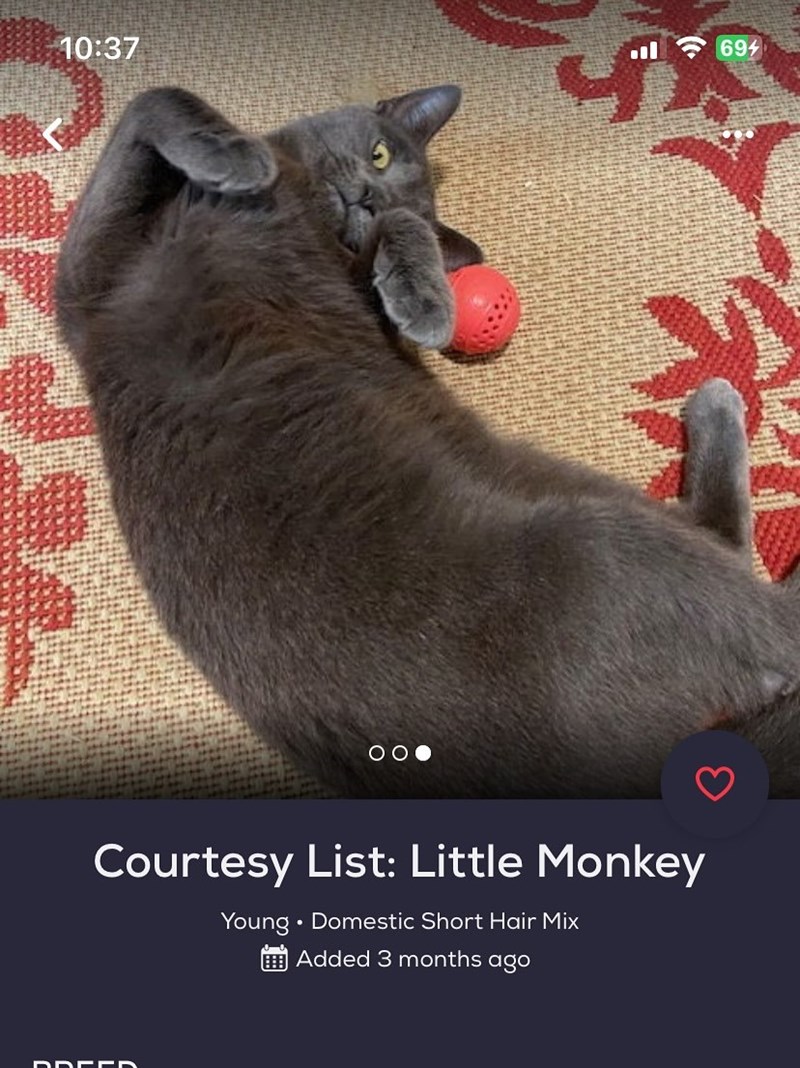 694 10:37 00 Courtesy List: Little Monkey . Young ⚫ Domestic Short Hair Mix Added 3 months ago