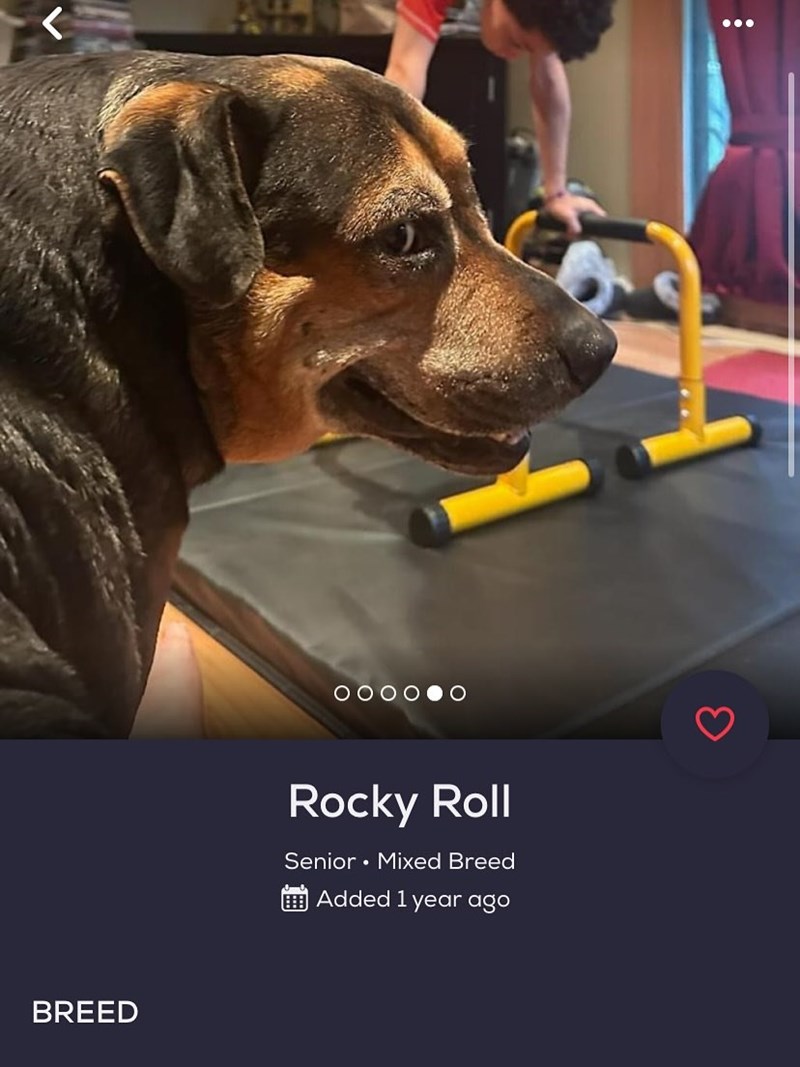 BREED Rocky Roll Senior Mixed Breed Added 1 year ago