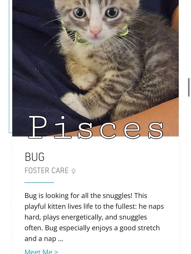 Pisces BUG FOSTER CARE Bug is looking for all the snuggles! This playful kitten lives life to the fullest: he naps hard, plays energetically, and snuggles often. Bug especially enjoys a good stretch and a nap ... Meet Me>