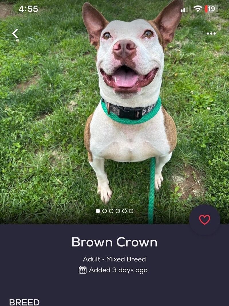 4:55 19 BREED Brown Crown Adult ⚫ Mixed Breed Added 3 days ago