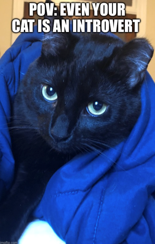 POV: EVEN YOUR CAT IS AN INTROVERT imaflip.com