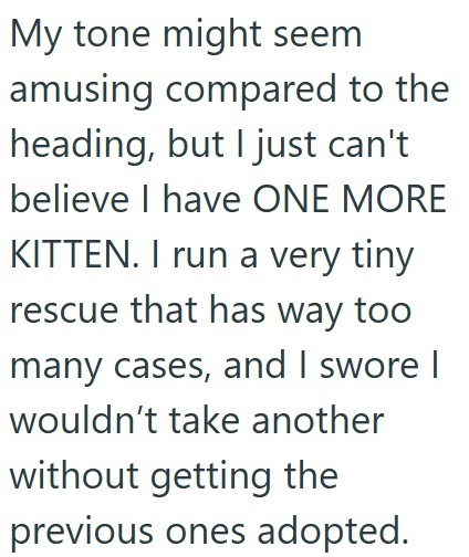 My tone might seem amusing compared to the heading, but I just can't believe I have ONE MORE KITTEN. I run a very tiny rescue that has way too many cases, and I swore I wouldn't take another without getting the previous ones adopted.