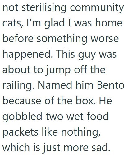 not sterilising community cats, I'm glad I was home before something worse happened. This guy was about to jump off the railing. Named him Bento because of the box. He gobbled two wet food packets like nothing, which is just more sad.
