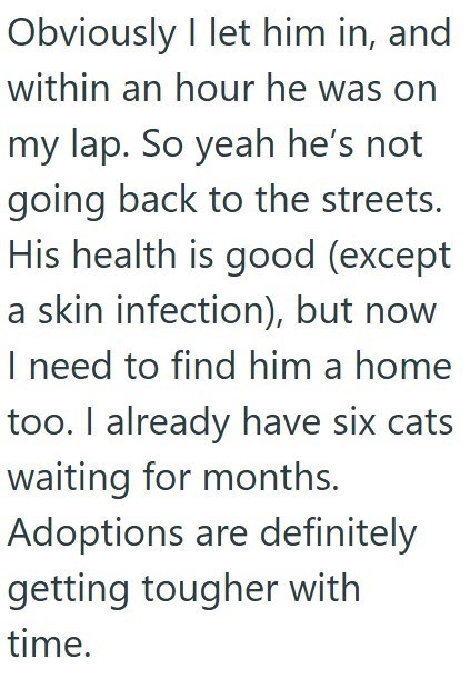 Obviously I let him in, and within an hour he was on my lap. So yeah he's not going back to the streets. His health is good (except a skin infection), but now I need to find him a home too. I already have six cats waiting for months. Adoptions are definitely getting tougher with time.