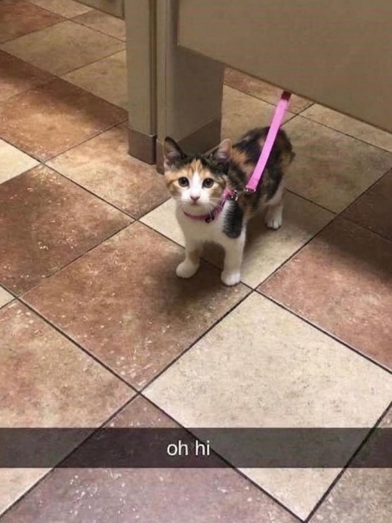 oh hi