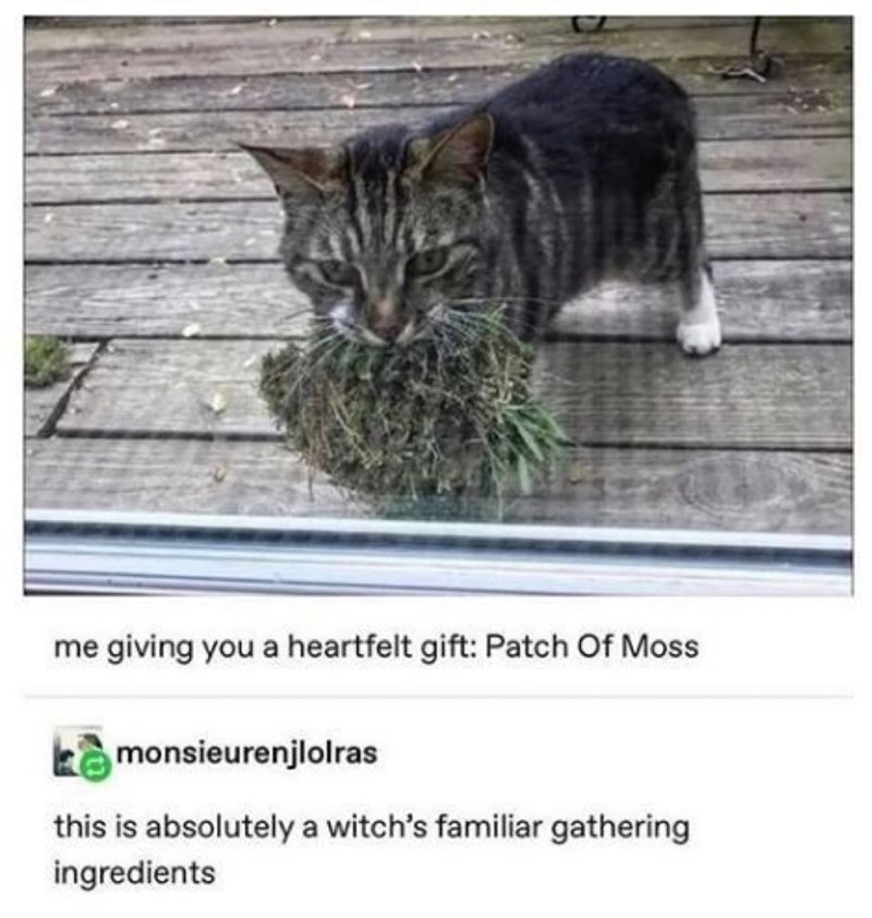 me giving you a heartfelt gift: Patch Of Moss monsieurenjlolras this is absolutely a witch's familiar gathering ingredients