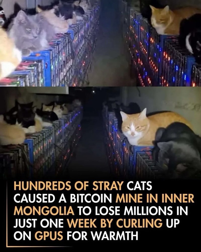HUNDREDS OF STRAY CATS CAUSED A BITCOIN MINE IN INNER MONGOLIA TO LOSE MILLIONS IN JUST ONE WEEK BY CURLING UP ON GPUS FOR WARMTH