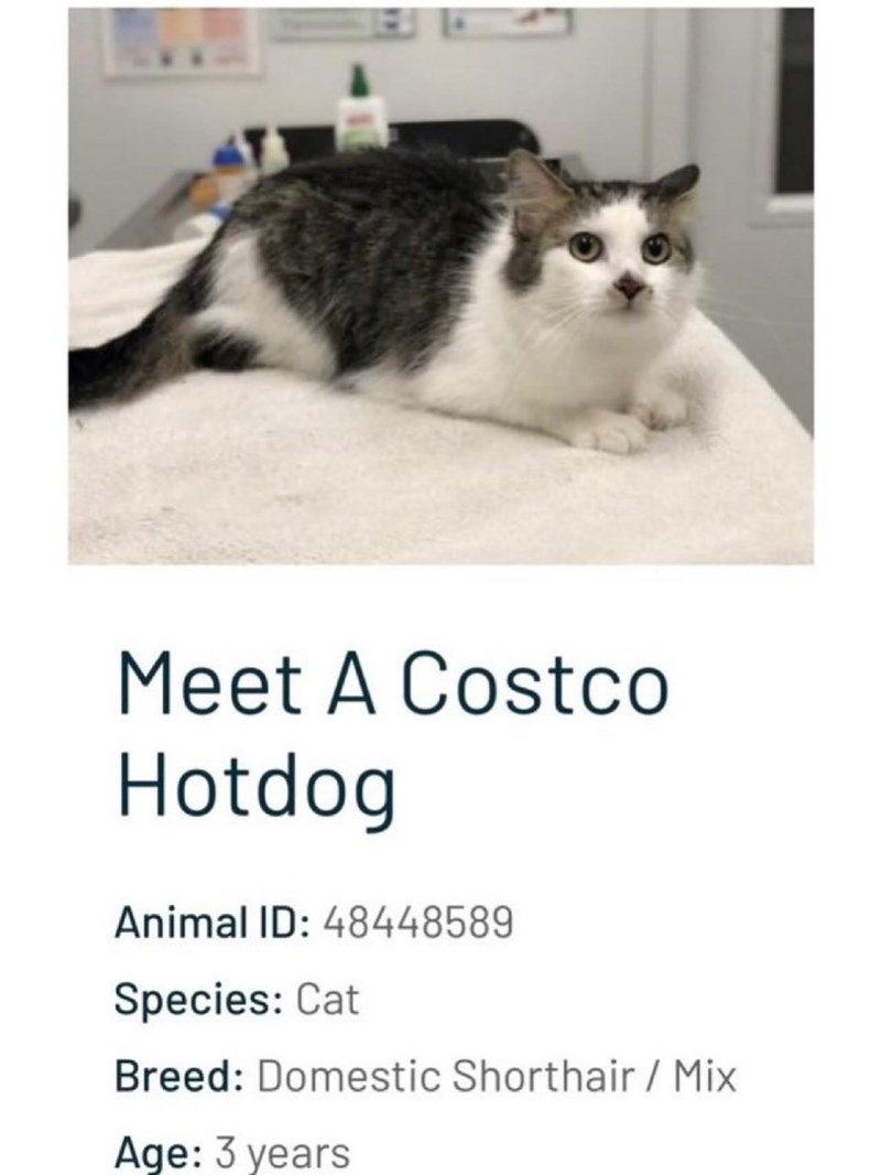 Meet A Costco Hotdog Animal ID: 48448589 Species: Cat Breed: Domestic Shorthair / Mix Age: 3 years