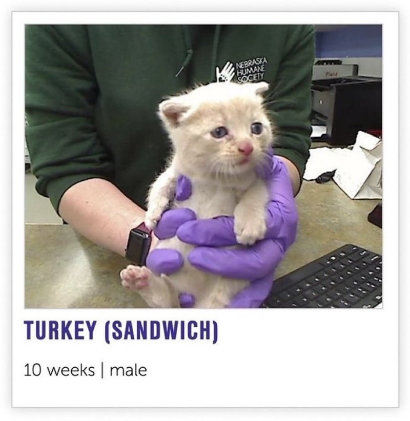 TURKEY (SANDWICH) 10 weeks | male NEBRASKA HUMANE SOCIETY Fall