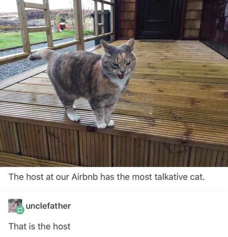 The host at our Airbnb has the most talkative cat. unclefather That is the host