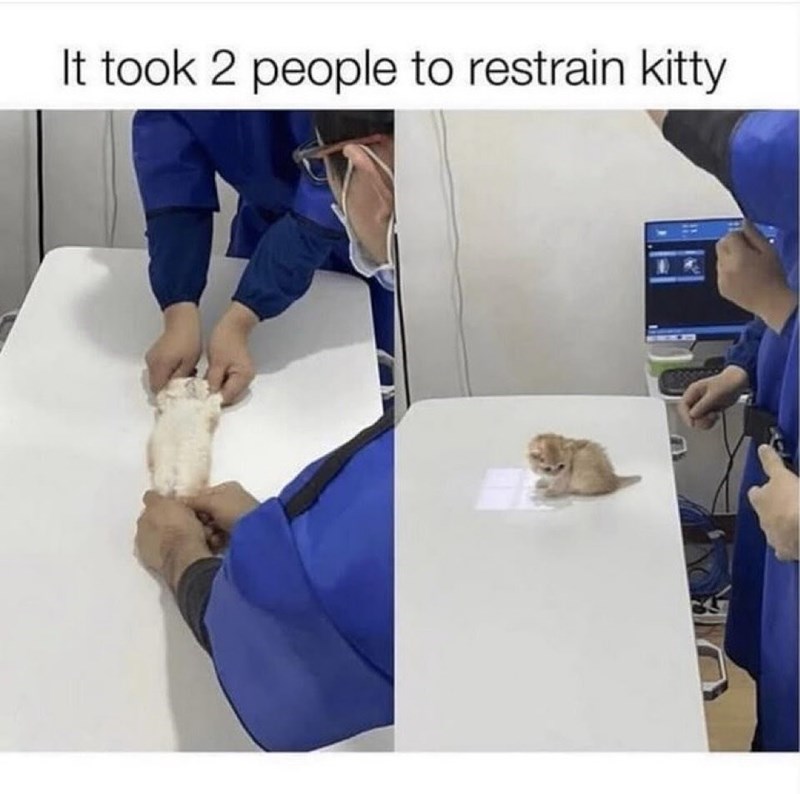 It took 2 people to restrain kitty