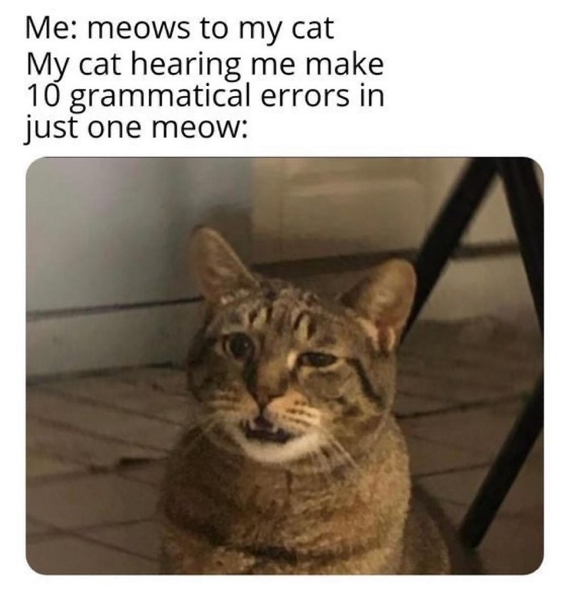 Me: meows to my cat My cat hearing me make 10 grammatical errors in just one meow: