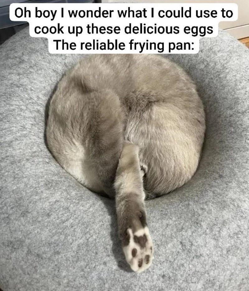 Oh boy I wonder what I could use to cook up these delicious eggs The reliable frying pan: