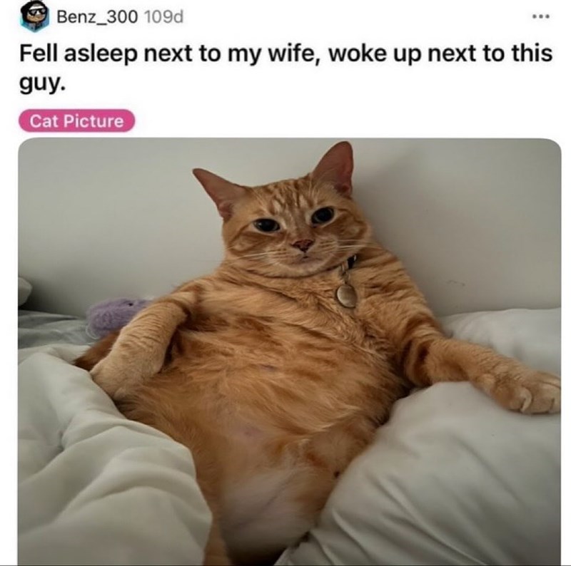 Benz 300 109d Fell asleep next to my wife, woke up next to this guy. Cat Picture