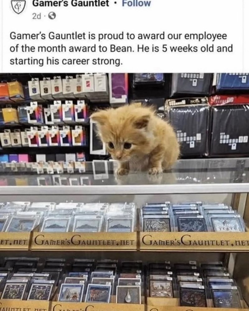 Gamer's Gauntlet ⚫ Follow 2d Gamer's Gauntlet is proud to award our employee of the month award to Bean. He is 5 weeks old and starting his career strong. BOREEEL ET.NET GAMER'S GAUNTLET HET GAMER'S GAUNTLET, HET