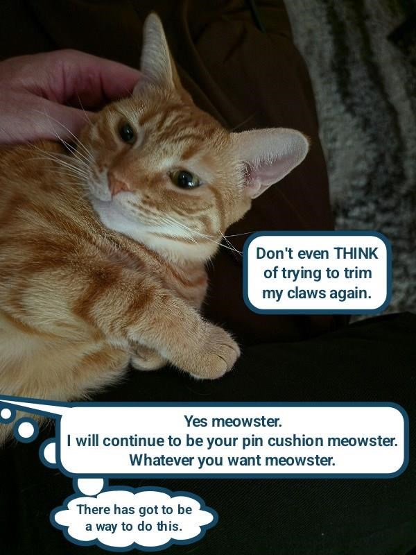 Don't even THINK of trying to trim my claws again. Yes meowster. I will continue to be your pin cushion meowster. Whatever you want meowster. There has got to be a way to do this.