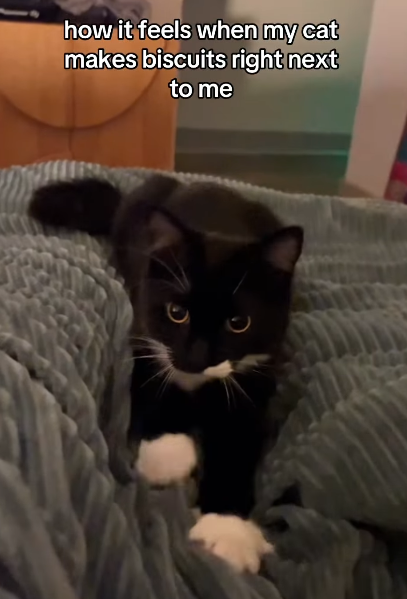 how it feels when my cat makes biscuits right next to me