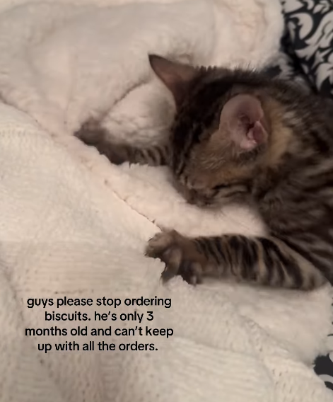 guys please stop ordering biscuits. he's only 3 months old and can't keep up with all the orders.