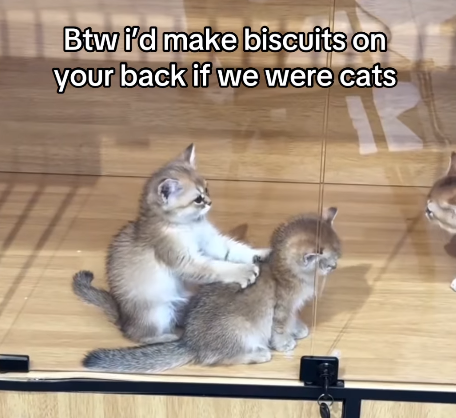 Btw i'd make biscuits on your back if we were cats