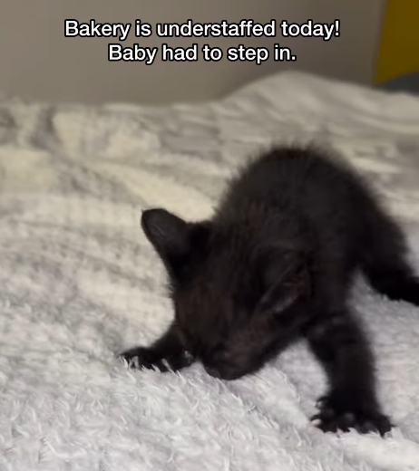 Bakery is understaffed today! Baby had to step in.