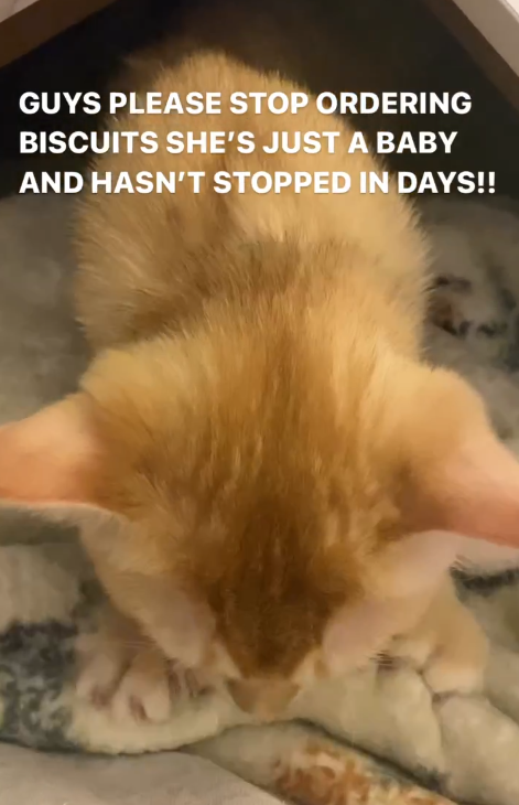GUYS PLEASE STOP ORDERING BISCUITS SHE'S JUST A BABY AND HASN'T STOPPED IN DAYS!!