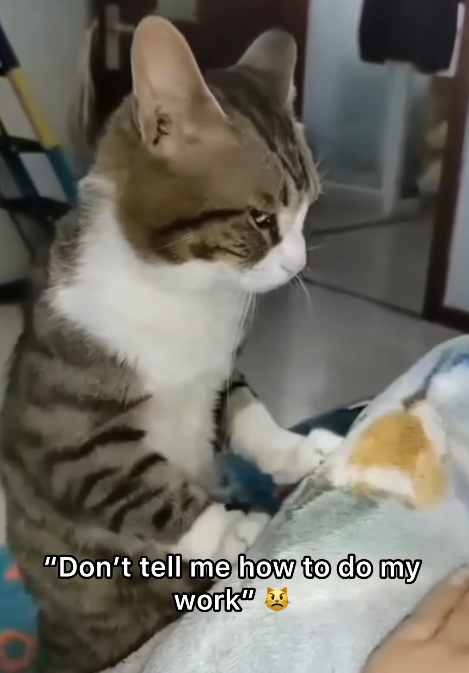 "Don't tell me how to do my work"