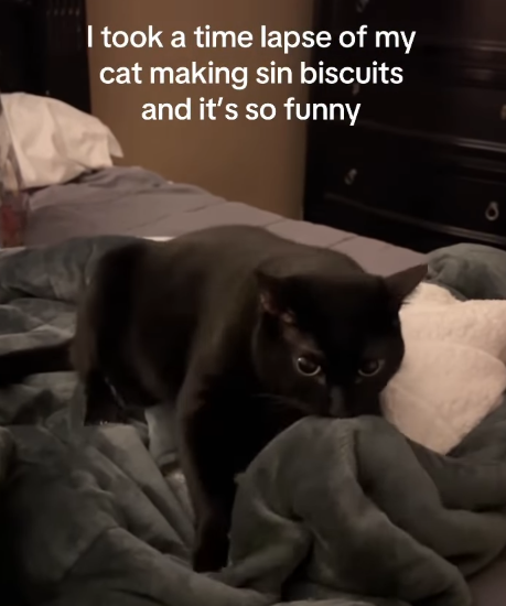I took a time lapse of my cat making sin biscuits and it's so funny O