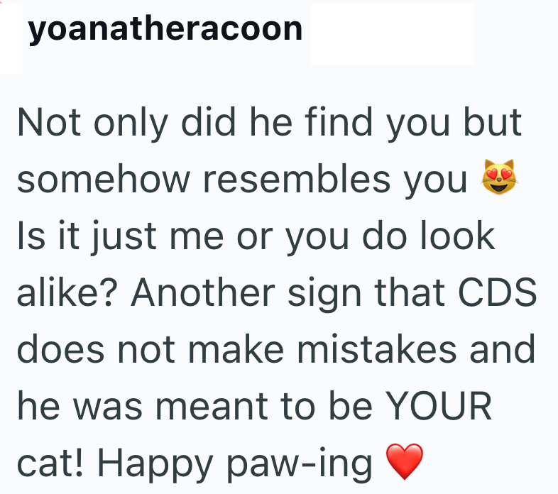 yoanatheracoon Not only did he find you but somehow resembles you Is it just me or you do look alike? Another sign that CDS does not make mistakes and he was meant to be YOUR cat! Happy paw-ing