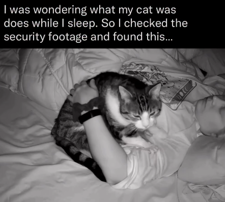 I was wondering what my cat was does while I sleep. So I checked the security footage and found this...