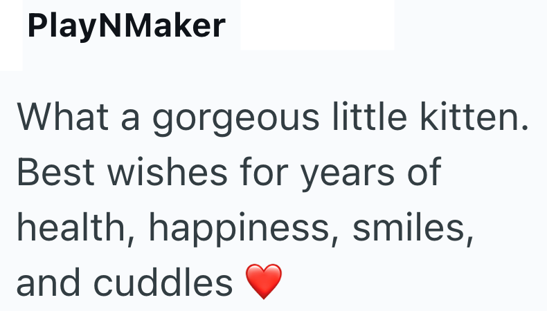 PlayNMaker What a gorgeous little kitten. Best wishes for years of health, happiness, smiles, and cuddles