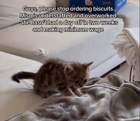 Guys, please stop ordering biscuits. Miso is understaffed and overworked. She hasn't had a day off in two weeks and making minimum wage