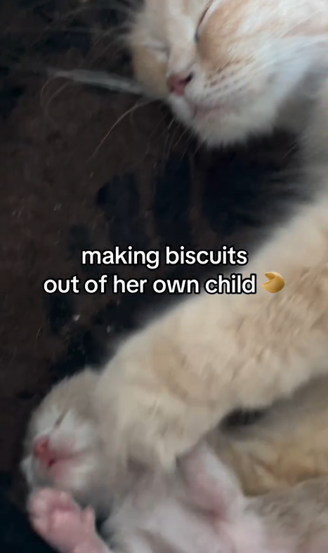 making biscuits out of her own child