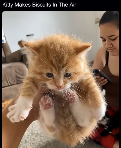 Kitty Makes Biscuits In The Air